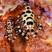 shrimp_coleman_bhr_tam_h_0564_bal6520.jpg